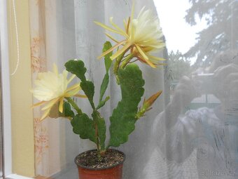 Fylokaktus. - 2
