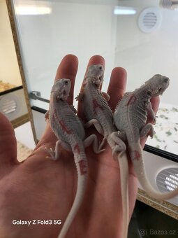Agama vousata - 2