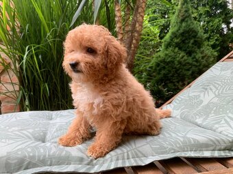 Cavapoo - 2