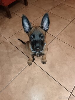 Belgický ovčák Malinois štěně kluk poslední - 2