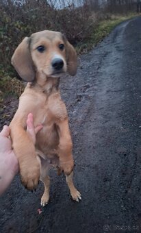 Stěně Labrador X Lovecký Pes - 2