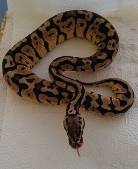 Krajta královská ♀️ - 2