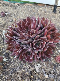 Prodám netřesky, okr. Znojmo - 2