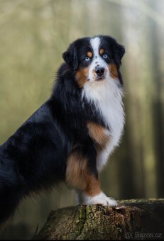 Krytí-Miniaturní americký ovčák,mas - 2