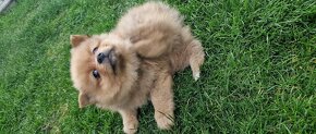 Pomeranian - 2