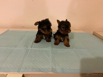 Yorkshire terrier , York, Jorkšír,Yorkshir - 2