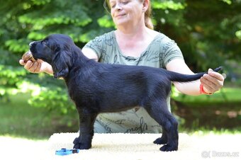 Flat coated retriever - kluci s PP - 2