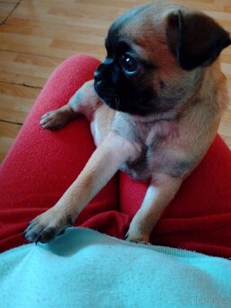 Mops Štěňata - 2