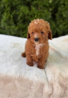 Cavapoo - 2
