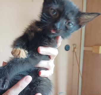 Daruji koťata za odvoz - 2