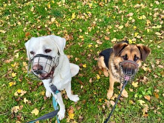 Shadow - x Německý ovčák, Hodně bláznivý aktivní kluk,4 roky - 2