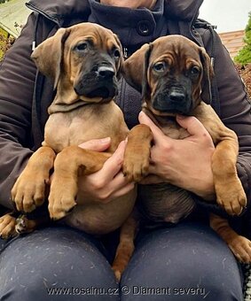 Tosa inu - krásná štěňátka s PP - 2