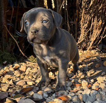 American Bully XL s PP - IHNED K ODBĚRU - 2