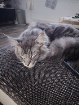 Kříženec mainske a perské - 2