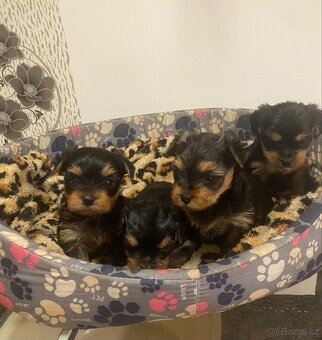 Yorkšírský teriér-Yorkshire Terier - 2