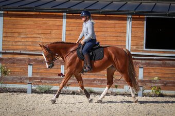 Prodám krásnou klisnu. - 2