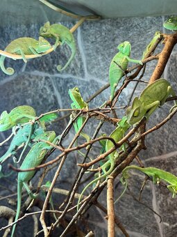 Chameleon jemenský - 2