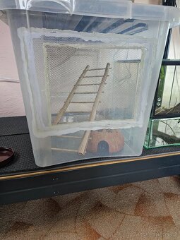 Plšík africký s bydlením... - 2