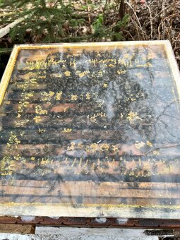 Vyzimovaná včelstva - 2