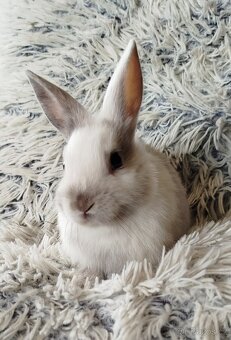 Zakrslý králík - 2