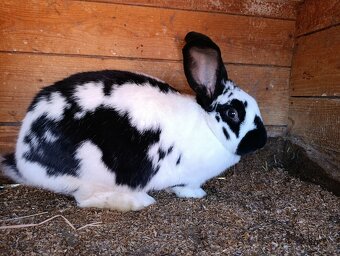 Prodám 2 samice - 2