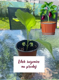 Prodej sazenice dýně, lilek - 2
