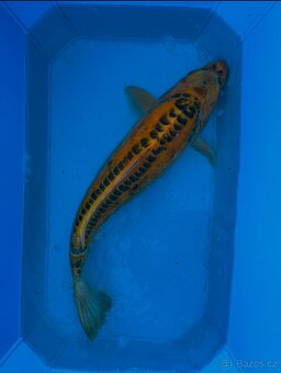 Koi kapři - 2