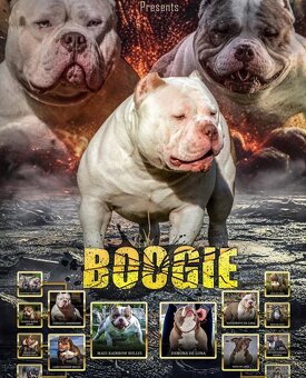 American bully -krytí - 2