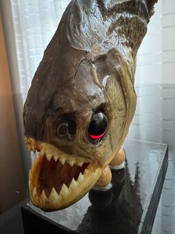 Piranha, exoticka ryba z Brazilie - 2