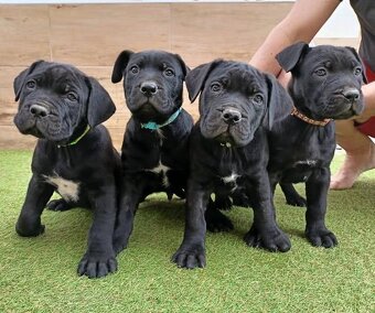 Štěňata Bandog - 2