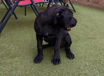 Štěně Bandog - 2