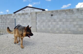 Německý ovčák typu rex - 2