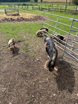 Kune kune - 2