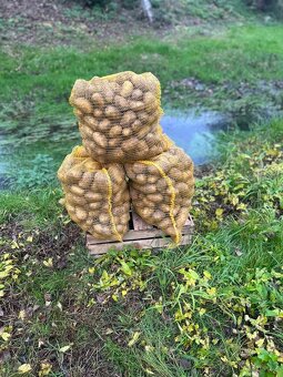 Brambory na uskladnění🥔🥔 - 2