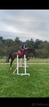 4 letá kobyla po locardo/lordanos - 2