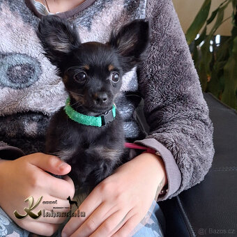 Ruský toy štěně s PP FCI - 2