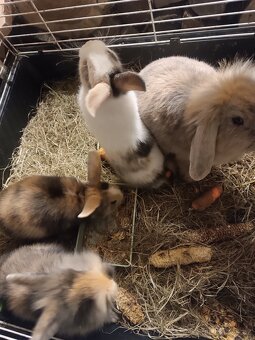 Zakrslý kralík - 2