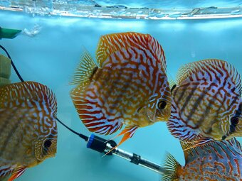 Terčovci, discus - 2