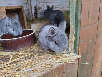 Zakrslý králík - 2