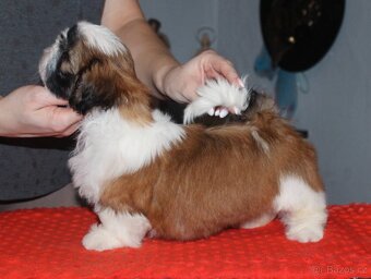 Fenka Shih Tzu s PP(shihtzu, shi-tzu) - 2