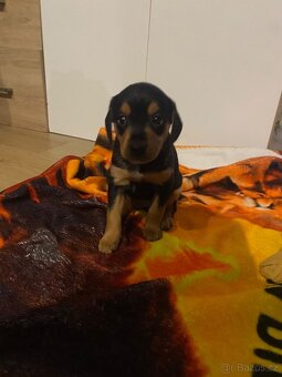 Jezevčík krátkosrstý X čivava - 2