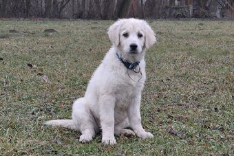 Slovenský čuvač - fenka - 2