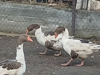 Husy pomořanské - 2