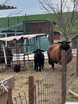 Beránek Suffolk - 2