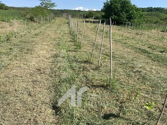Křepice u Hustopečí – mladá vinice 2 199 m2 – vinice - 2