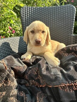 štěňata labrador a – připravena k odběru - 2