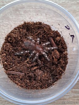 Sklípkani Acanthoscurria geniculata - 2