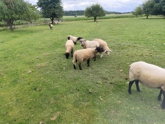 Prodám jehňata – suffolk a kříženci texel x suffolk - 2