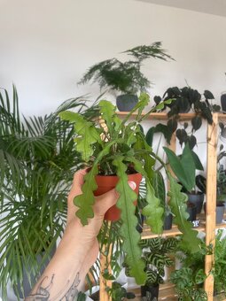 Epiphyllum anguliger, Fishbone cactus - 2