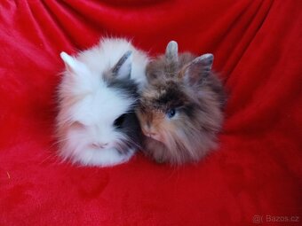 Nabízím zakrslé králíčky- lvíčky s teddy genem-stáří 8 týdnů - 2